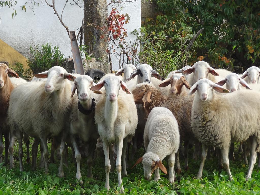 Casas Do Juizo - Country Houses מראה חיצוני תמונה